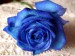 kytičky 031 - modrá růže.jpg